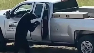 Colorado'da bir ayı arabaya girip çanta çaldı 