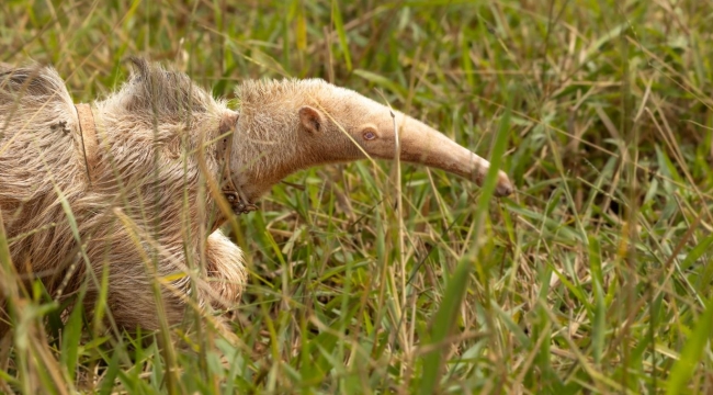 Yaşayan tek dev albino karıncayiyen görüntülendi