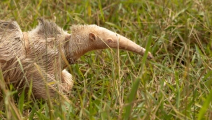 Yaşayan tek dev albino karıncayiyen görüntülendi