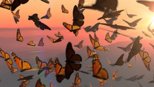 En büyük "kelebek evrim ağacı" oluşturuldu