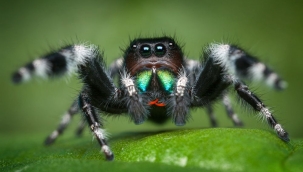 Zıplayan örümcekler aç kalınca körleşiyorlar