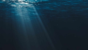 Pasifik'te 5.000'den fazla yeni canlı türü bulundu