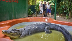 1,3 tonluk Timsah Cassius 120 yaşına girdi 