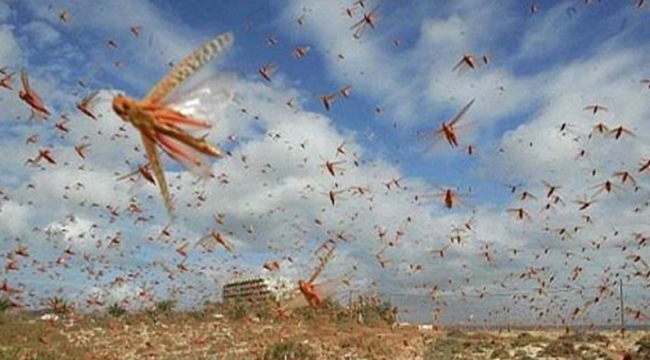 Afganistan çekirge istilasına uğradı