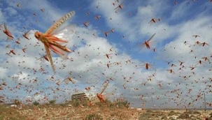 Afganistan çekirge istilasına uğradı