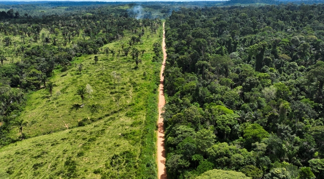 Amazonlar'da 5 ayda ormansızlaşma %31 azaldı