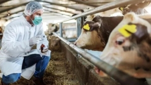 Bartın'da 90 köy ''şap'' karantinasına alındı