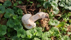 Çorum'da mantar yiyen 10 kişi hastanelik oldu