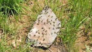 Gümüşhane'de çekirgeler ev ve bahçelere saldırdı