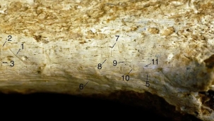 İnsanlığın ataları ara sıra yamyamlık yapıyormuş 