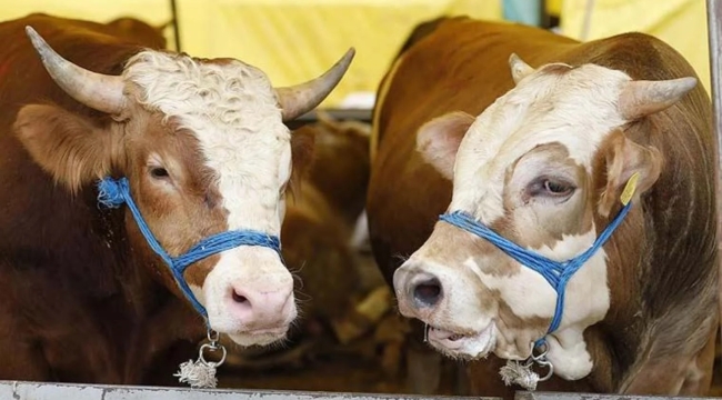 Kurban derilerinden ekonomiye 5 milyar TL katkı