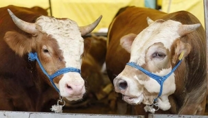 Kurban derilerinden ekonomiye 5 milyar TL katkı