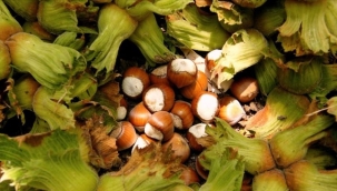 Ordu'da fındık üreticileri güneş duası yaptı