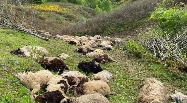 Ordu'da 3 ayı 76 adet koyunu öldürdü