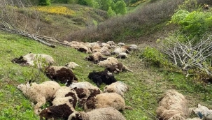 Ordu'da 3 ayı 76 adet koyunu öldürdü