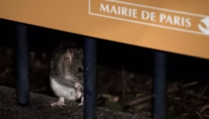 Parisliler farelerle geçinmenin yolunu arıyor!