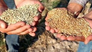 TMO buğday alım fiyatı 9,25 TL oldu