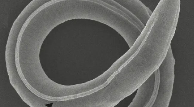 46 bin yıllık dişi yuvarlak solucan üremeye başladı