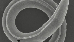 46 bin yıllık dişi yuvarlak solucan üremeye başladı