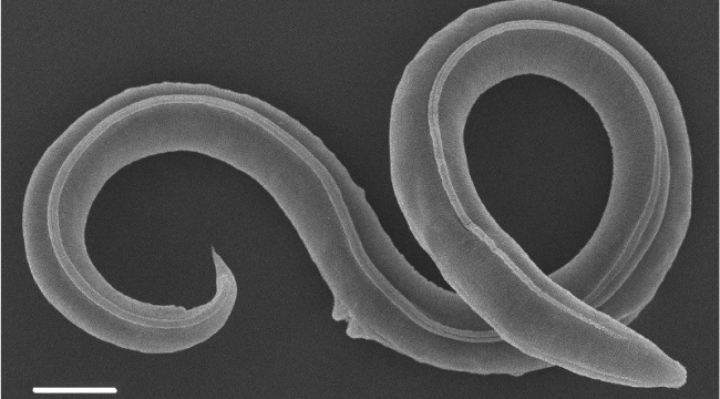 46 bin yıllık donmuş solucan hayata döndürüldü