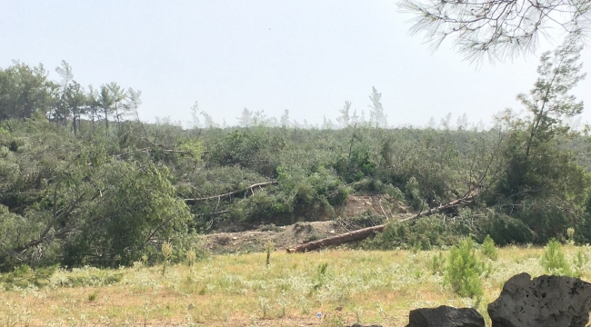 Akbelen'de jandarma eşliğinde ağaç kesiliyor