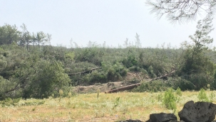 Akbelen'de jandarma eşliğinde ağaç kesiliyor