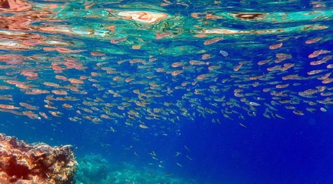 Balıkların korunması için ''Kırmızı Liste'' projesi