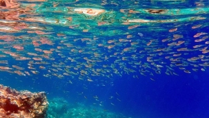 Balıkların korunması için ''Kırmızı Liste'' projesi