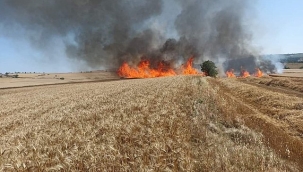 Batman'da 100 dönümlük buğday tarlasında yangın