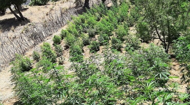 Bingöl'de 7 bin 345 kök kenevir ele geçirildi