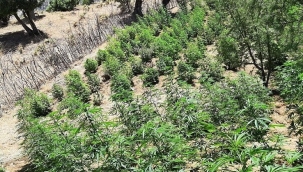 Bingöl'de 7 bin 345 kök kenevir ele geçirildi