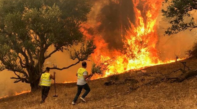 Cezayir'de 11 şehirde orman yangını: 34 can kaybı