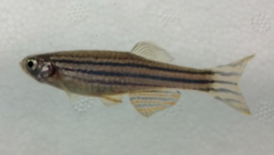 Çin, kendi uzay istasyonuna balık gönderecek