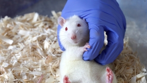 Fare beynindeki gülme ve oyun bölgesi keşfedildi