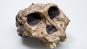 İnsansılara ait en eski genetik veri tespit edildi