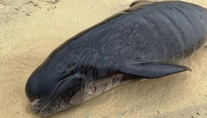 İskoçya'nın Lewis Adası'nda 55 pilot balina öldü