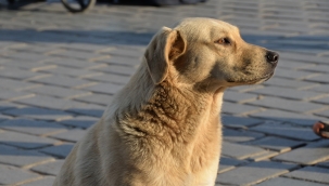 İstanbul'da tüm sokak köpekleri kısırlaştırılacak