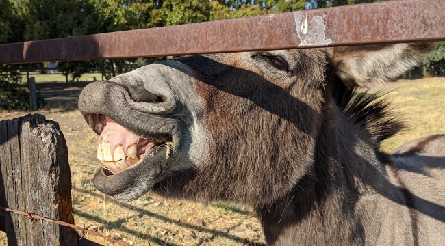 Mardin'de kadrolu eşeklerin mesaisi 5 saat oldu