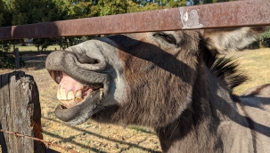 Mardin'de kadrolu eşeklerin mesaisi 5 saat oldu