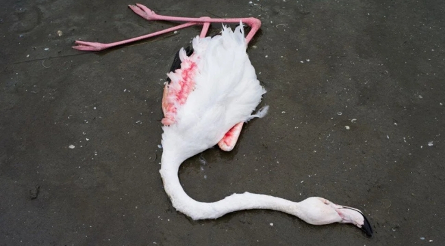 Messolongi'de onlarca flamingo ölü bulundu