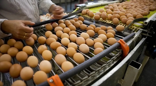 Türkiye'den Tayvan'a giden yumurtalara inceleme
