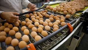 Türkiye'den Tayvan'a giden yumurtalara inceleme