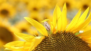 Tekirdağ'da ayçiçeği tarlalarında çekirge istilası