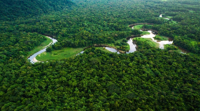 1 yılda Amazonlar'da ormansızlaşma %60 azaldı