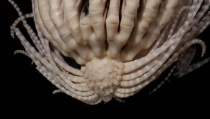 Antarktika'da 20 kollu yeni bir deniz canlısı keşfi