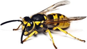 Belçika'da eşek arıları insanlara saldırdı