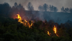 Bilecik'te orman yangını 