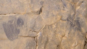 Bilinen en eski denizanası türü keşfedildi 