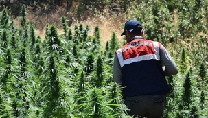 Bingöl'de 11 milyon kök hint keneviri ele geçirildi