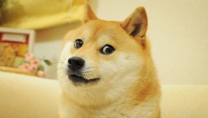 "Doge" mimiyle tanınan Cheems yaşamını yitirdi